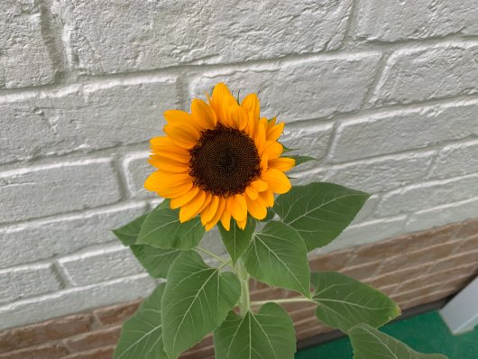 ひまわりの画像